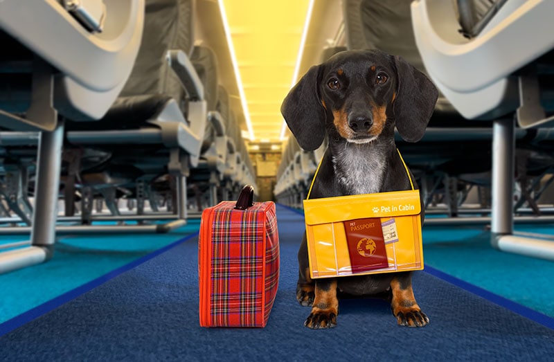 Do Dogs' Ears Pop on Planes? Canine Travel Facts & Tips