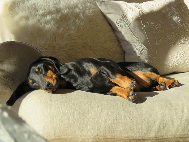 9 Vet-Verified Reasons Why Your Dachshund Sleeps So Much & When To Be Concerned