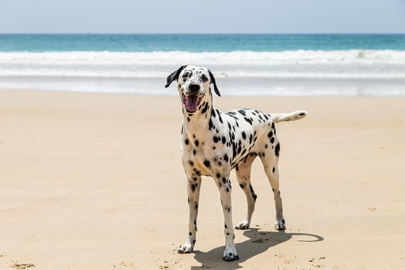 How Big Do Dalmatians Get? Average Size & Growth Chart