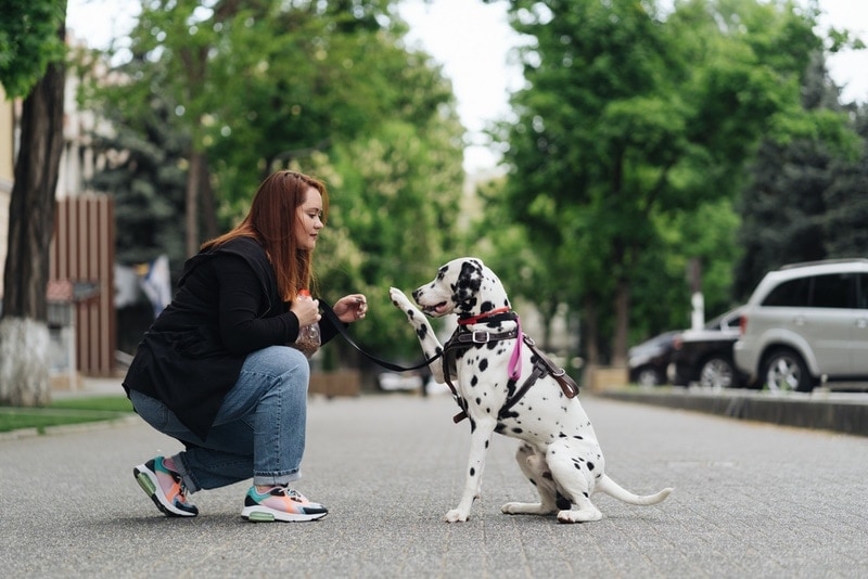 How to Train Dalmatians: 8 Vet-Approved Tips