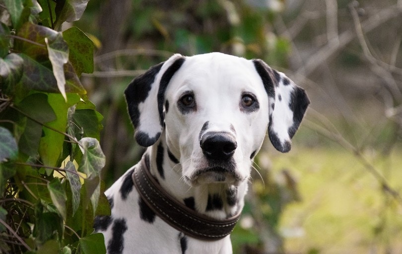 Why Do Dalmatians Have a Bad Reputation? Myths & Facts