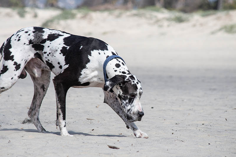 Great Dane Dalmatian Mix Breed: Info, Pictures, Temperament & More