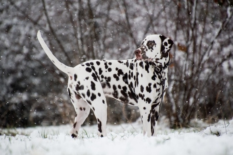 10 Vet-Verified Dalmatian Pros & Cons You Should Know Before You Get One