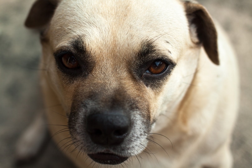 Daug (Dachshund & Pug Mix): Info, Pictures, Care & More