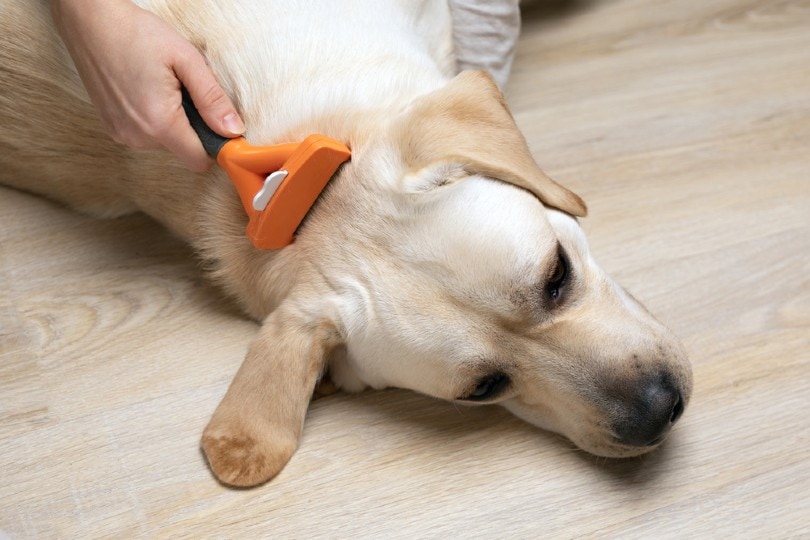 deshedding dog fur