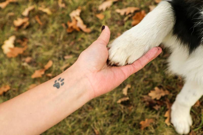 Why Does My Dog Put Their Paw on Me? 8 Common Reasons