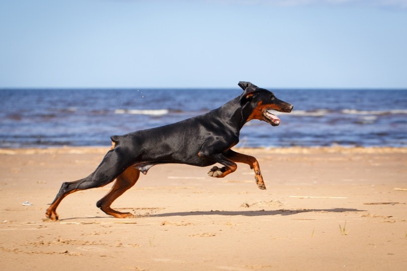 Are Dobermans Good Running Partners? Vet-Verified Facts & FAQ