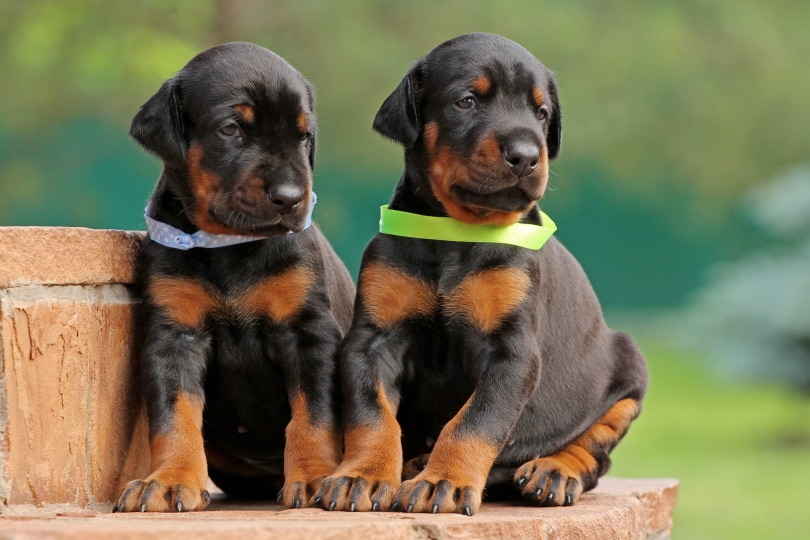 Littermate Syndrome in Dogs: Signs, Causes & Management