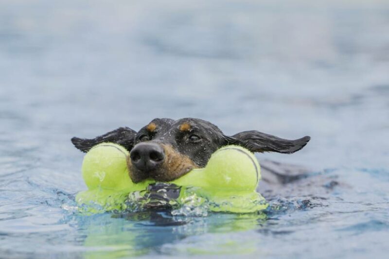 Can Dobermans Swim? Challenges, Tips & FAQs