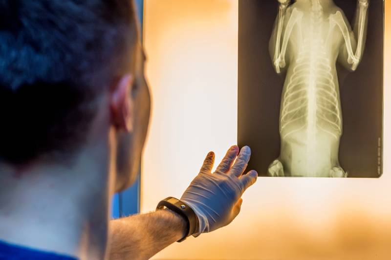 5 Tips to Prepare Your Dog for a Stomach X-Ray: Vet Approved Advice