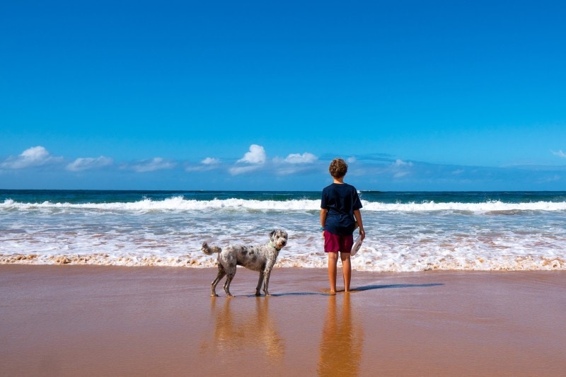 Top 3 Dog-Friendly Beaches Near Cambria, California: On & Off-Leash Options