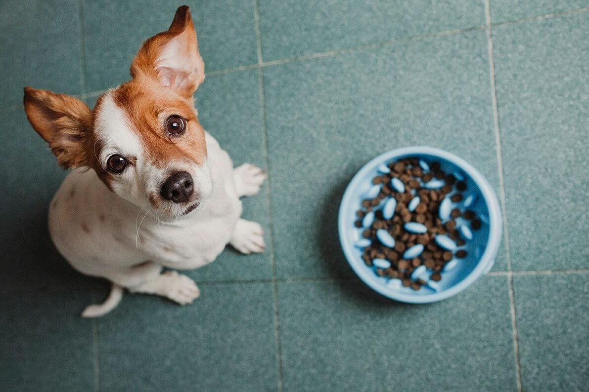 dog and a slow feeding bowl