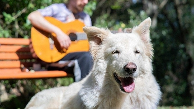 What Kind of Music Does a Dog Like? Vet Approved Facts & Top Genres