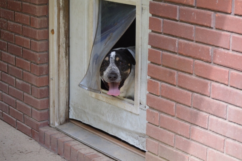 10 DIY Dog Doors You Can Build Today (With Pictures)