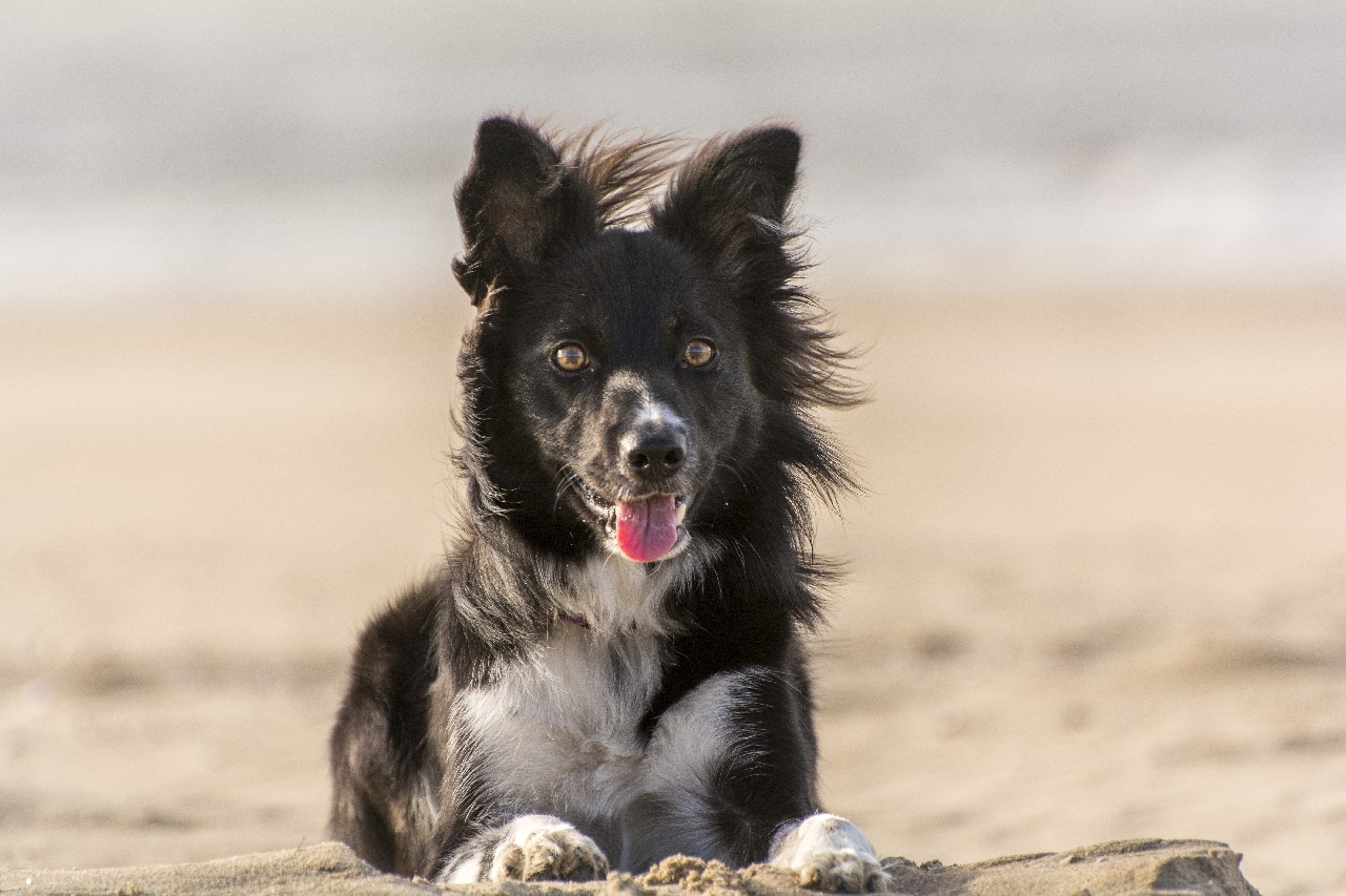 Top 10 Dog-Friendly Beaches in Adelaide, Australia (2026 Update): Off- & On-Leash Places