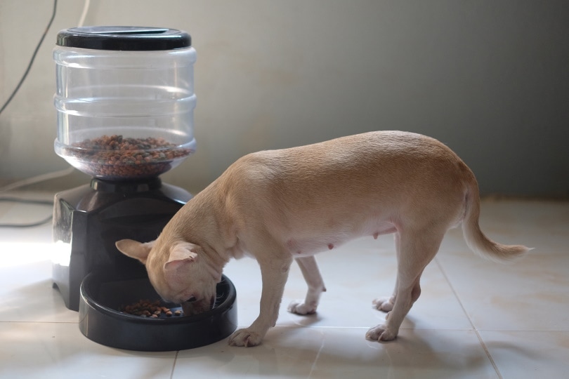 How Can Artificial Intelligence Help With Pet Care? The Interesting Answer