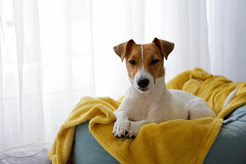 Do Heating Pads Help With a Dog’s Arthritis? Vet-Approved Facts & FAQ