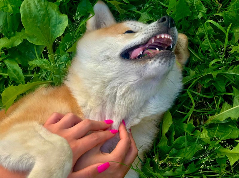 Is My Dog Ticklish? Emotions, Reflexes & Responses