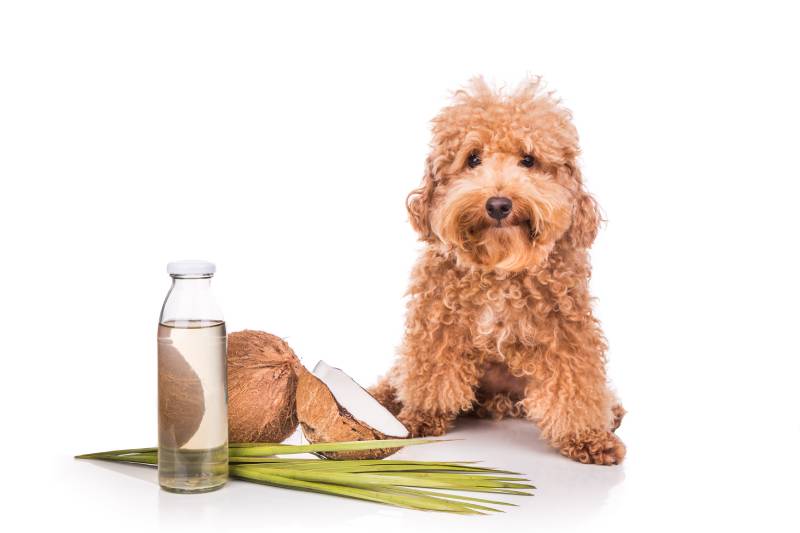 10 Best Coconut Oil Products for Dogs in 2026 - Reviews & Top Picks