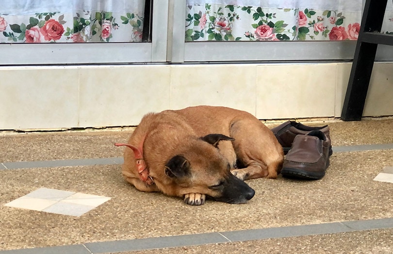 How to Get Dog Poop Smell & Stains Out of Shoes: 5 Effective Ways