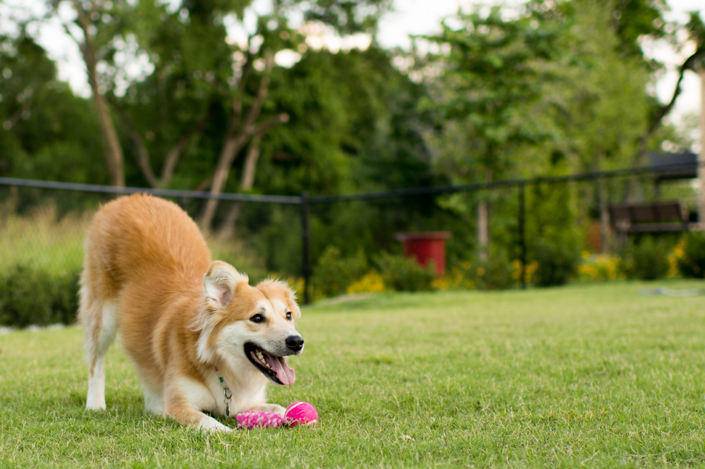 How to Teach a Dog to Bow in 7 Vet-Approved Steps