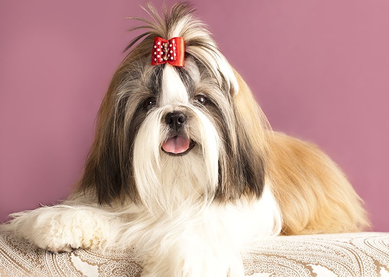 Is a Shih Tzu Smarter Than Other Dogs? The Surprising Answer!