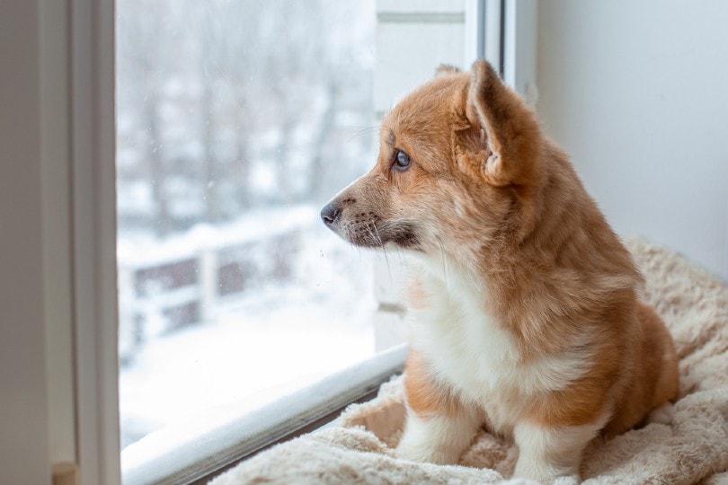 What Do Dogs Think About All Day? Vet-Verified Insights, Emotions & Body Language