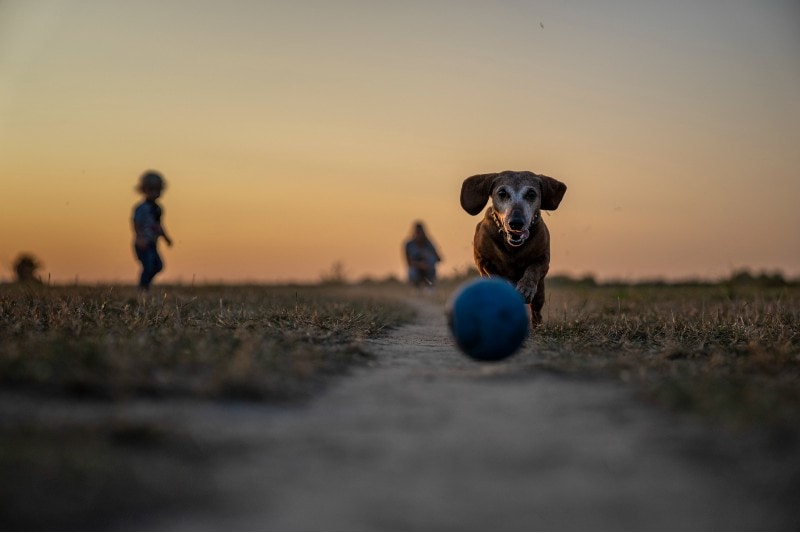 6 Off-Leash Dog Parks in Wilmington, DE, You Can Visit in 2026