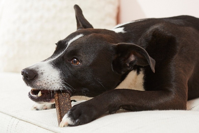 dog chewing breath freshener on couch