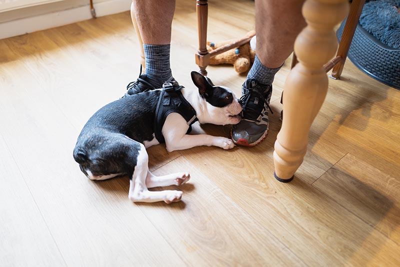 Why Your Dog Is Chewing Everything & How to Stop It (Vet-Reviewed)