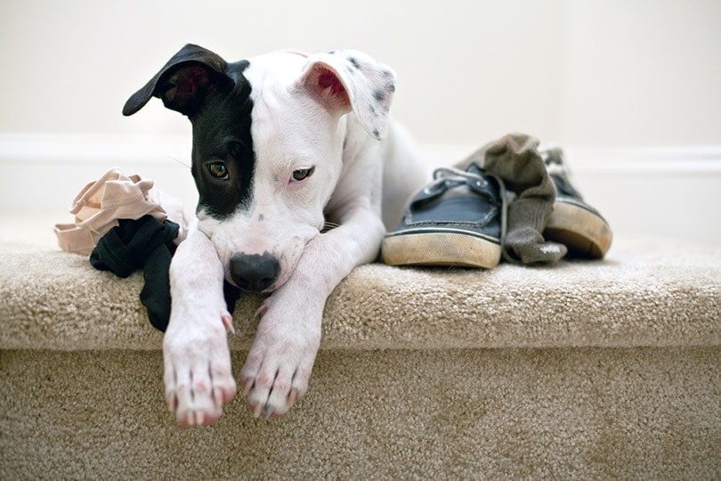 Why Does My Dog Steal My Underwear? 5 Vet-Verified Reasons & FAQ