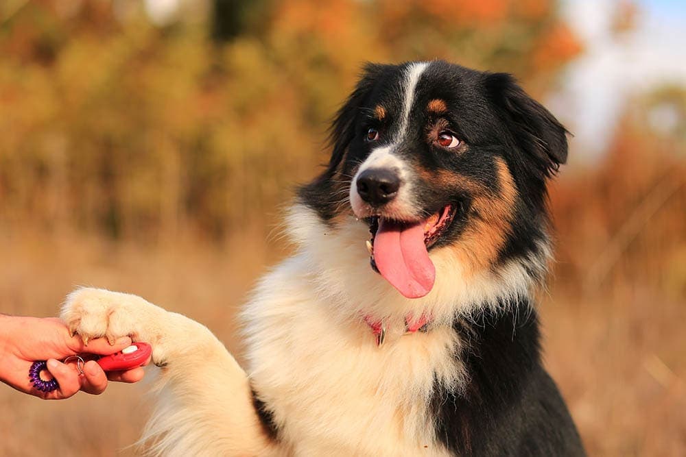Click-and-Treat Dog Training: What Is It & Vet-Verified Tips
