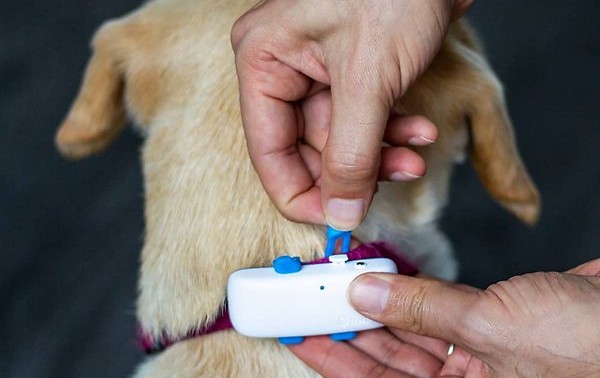 10 Fi Dog Collar Alternatives in 2026: Are They Better?