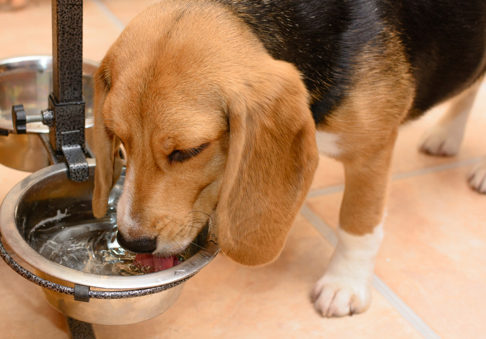 Why is My Dog Drinking a Lot of Water? 9 Vet-Verified Reasons