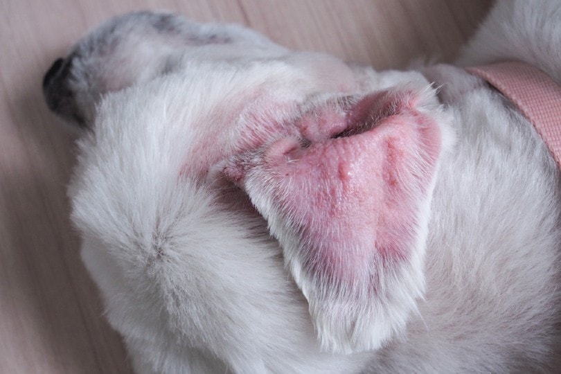 How Much Does a Dog’s Ear Hematoma Surgery Cost? (2026 Update)