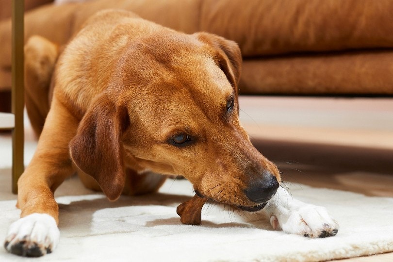 9 Best Bones for Dogs in 2026 - Reviews & Top Picks