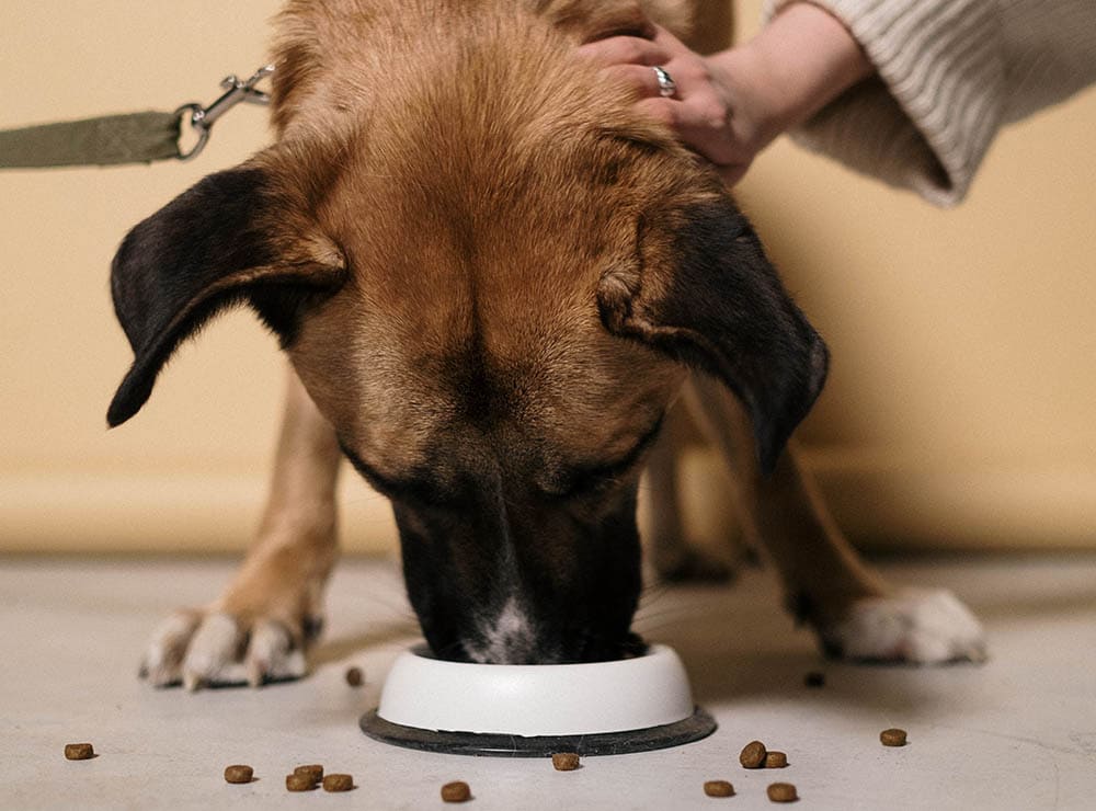 Why Does My Dog Leave Food on the Floor? 7 Vet-Reviewed Reasons