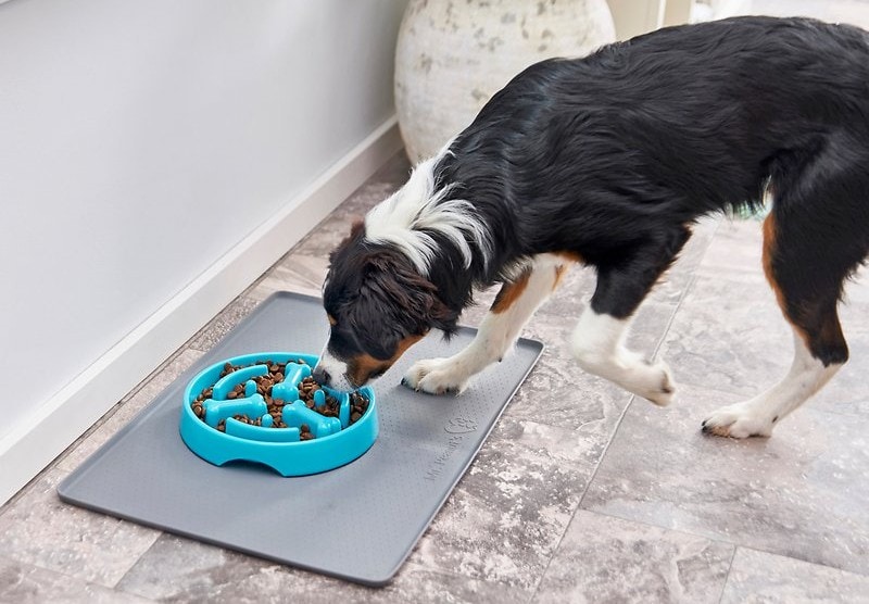 10 Best Slow Feeder Dog Bowls in 2026 - Reviews & Top Picks