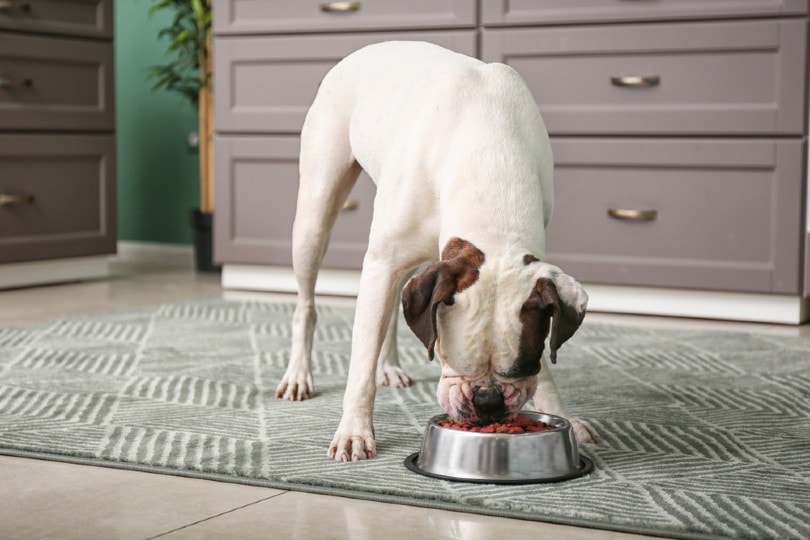 What Is Hydrolyzed Protein Dog Food? Pros, Cons, & FAQ
