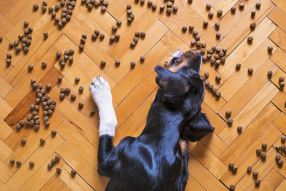 11 Best Limited Ingredient Dog Foods in 2026 - Reviews & Top Picks