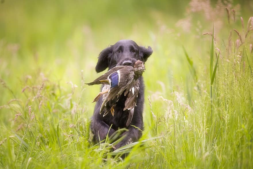 19 Bird Hunting Dog Breeds (With Info & Pictures)