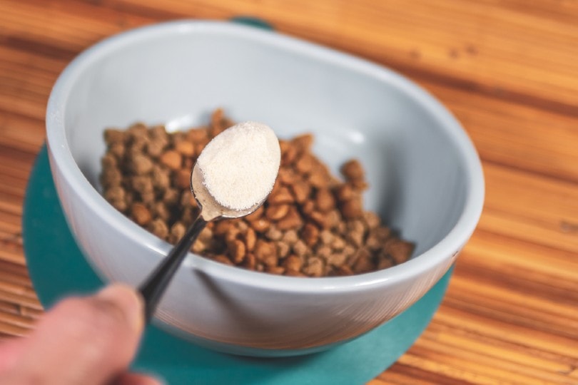 10 Best Probiotics for Dogs in 2026 – Reviews & Top Picks