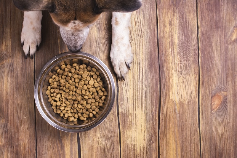 Buying Dog Food In Bulk: Benefits & Risks