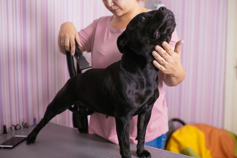Dog Groomer Tipping: How Much to Give in 2026