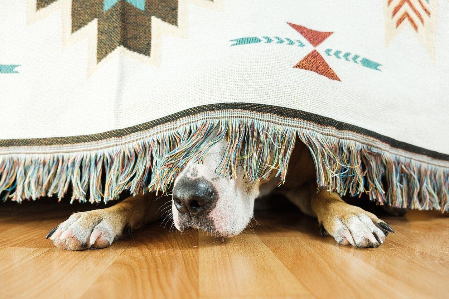 How To Calm Your Dog During a Thunderstorm: 8 Effective Tips