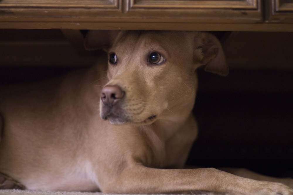 dog hiding under the table