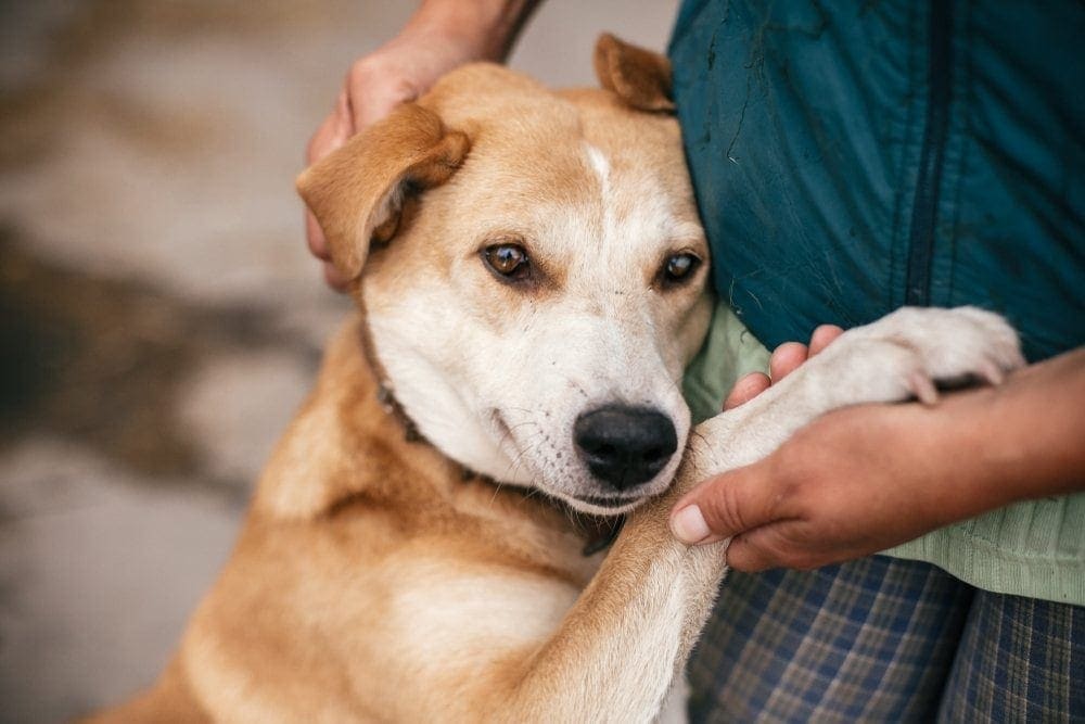 How to Calm a Dog Down: 10 Vet-Verified Tips