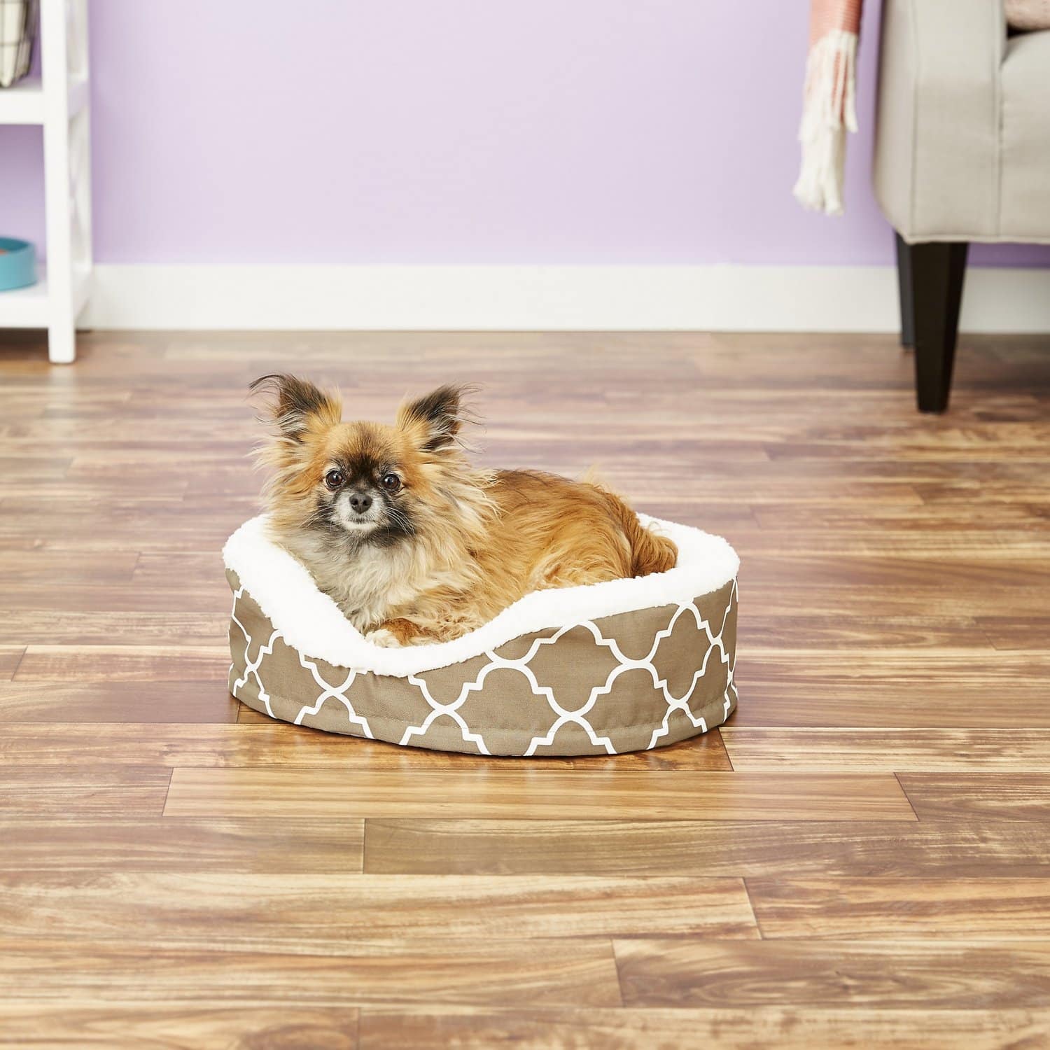 dog in MidWest QuietTime Defender Orthopedic Bolster Cat & Dog Bed