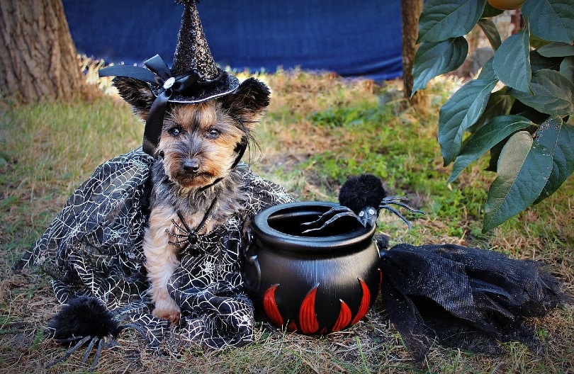 50+ Halloween Dog Puns: The Ulti-Mutt Tricks and Treats