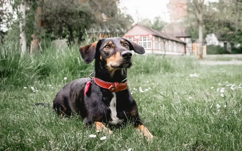 8 Amazing Off-Leash Dog Parks in Germany (2026 Update)